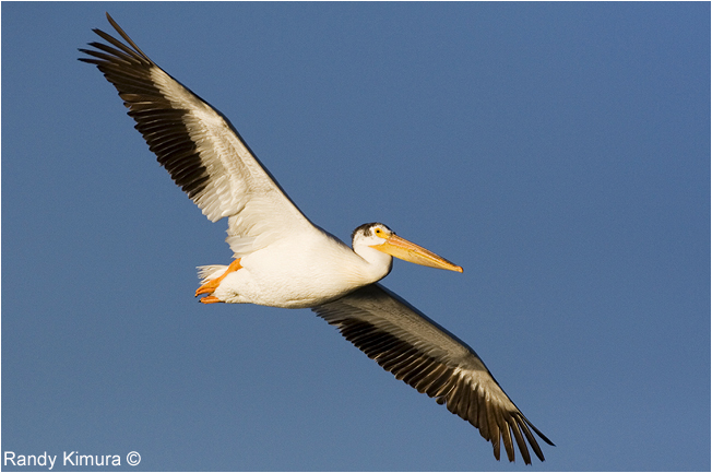 Pelican in flight by Randy Kimura ©